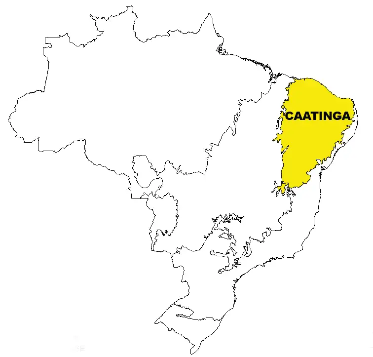 Questões sobre a Caatinga - NerdProfessor
